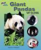 Giant_pandas_up_close
