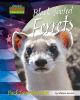 Black-footed_ferrets