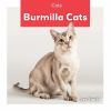 Burmilla_cats