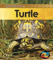 Life_cycle_of_a--_turtle