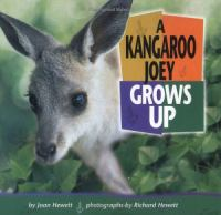 A_kangaroo_joey_grows_up