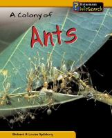 A_colony_of_ants
