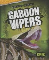 Gaboon_vipers