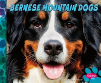 Bernese_mountain_dogs
